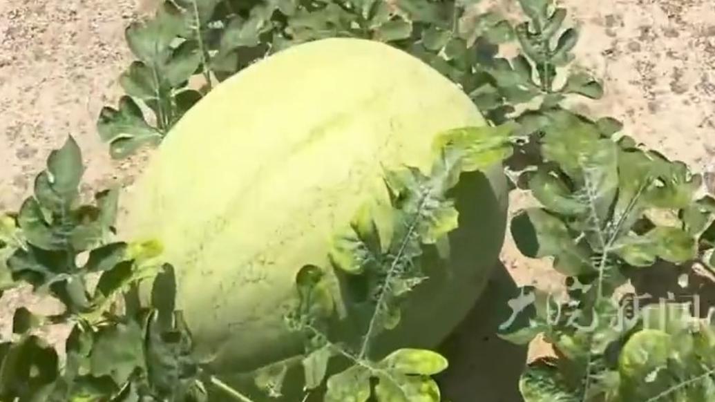 游戏专题 第21页